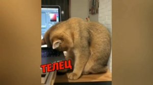 Какой ты кот кошка(По Знаку Зодиака)