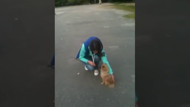 Дрессировка собак смотреть онлайн