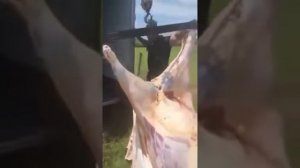 Разделка туши быка  за 10 минут. 👍👍👍 мясник супер
