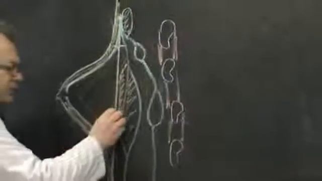 Строение Молочная железа смотреть онлайн