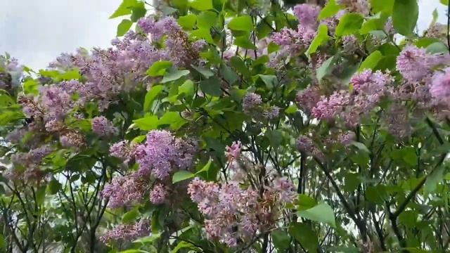 Верёвкина П С , Люберцы г о смотреть онлайн