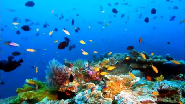 ЖИВАЯ ПРИРОДА смотреть онлайн