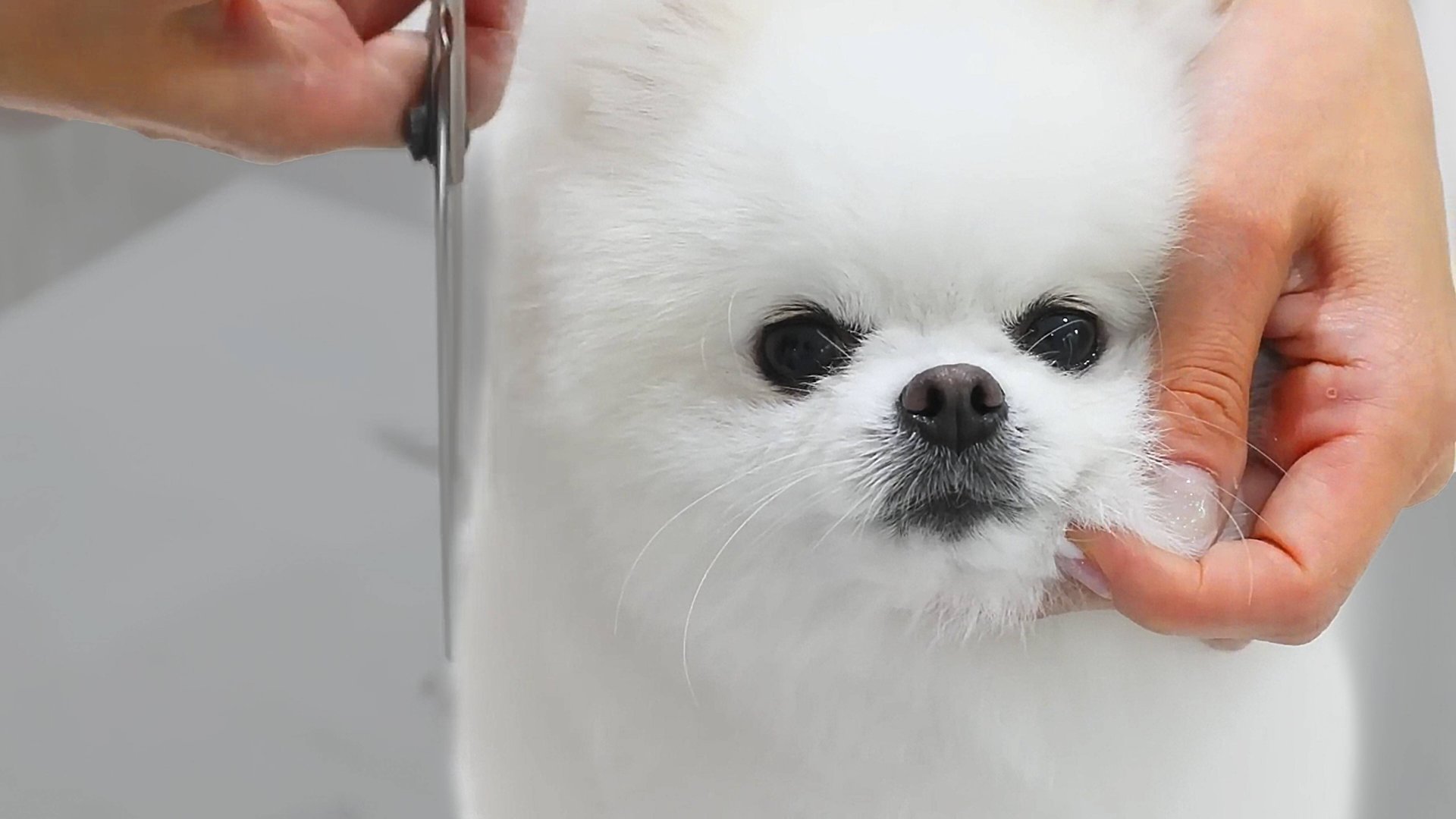 Простая стрижка для померанского шпица смотреть онлайн