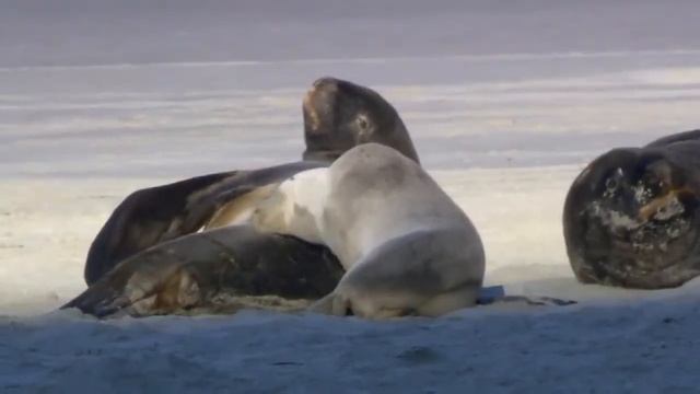 Живая природа! смотреть онлайн