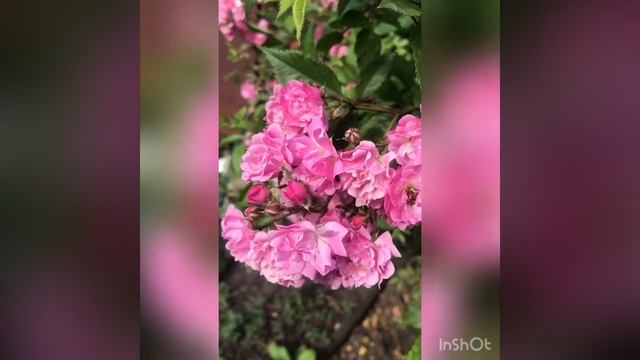 Дачные этюды 🌞 смотреть онлайн