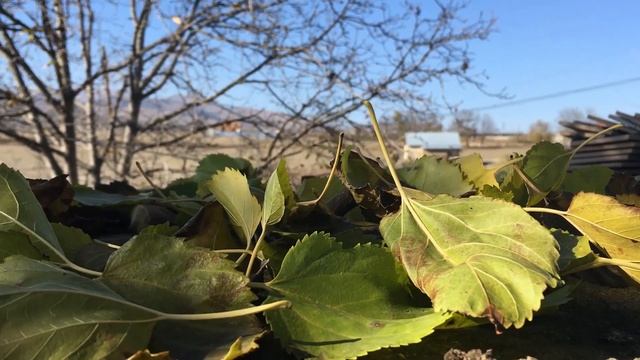 футаж осень листопад 2018 смотреть онлайн