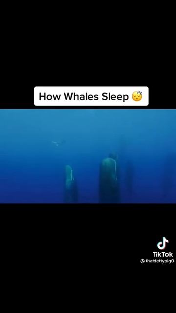 How whales sleep смотреть онлайн