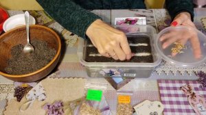 Как правильно посеять астры из семян? Легкий способ выращивания красивых астр!