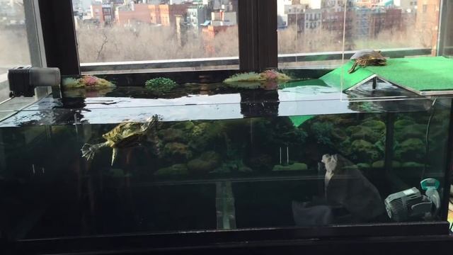 Custom Acrylic Platform on top of turtle tank смотреть онлайн