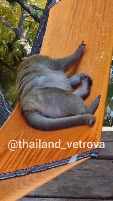 Очень счастливый обезьян в Таиланде #thailand #thai #animals #monkey #fat #fun смотреть онлайн