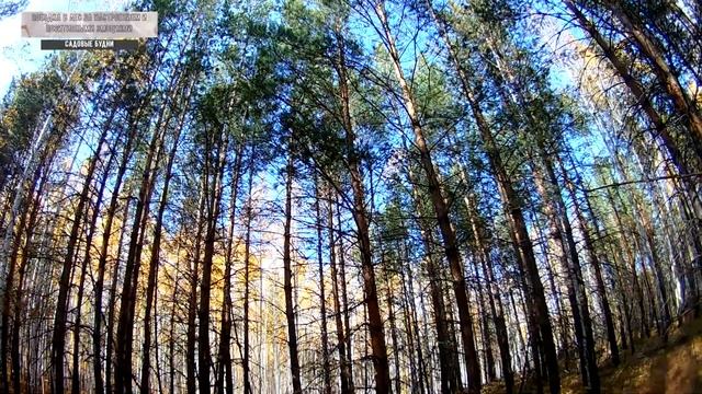 Поездка в лес за настроением и позитивными эмоциями смотреть онлайн