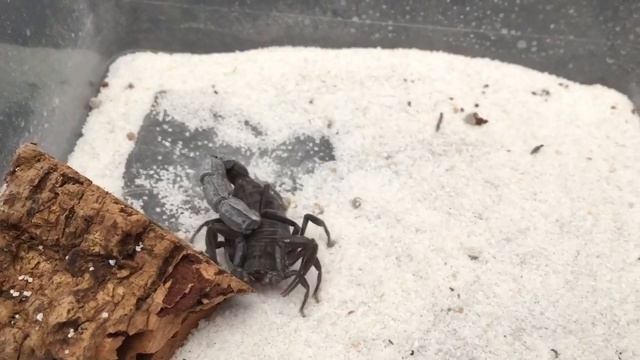 Androctonus Crassicauda ( Rehouse In Her New Acrylic Enclosure) смотреть онлайн