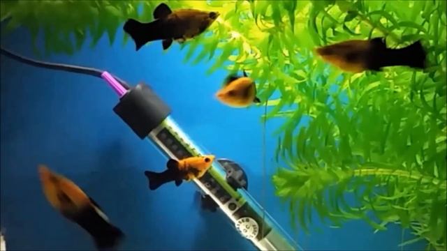Stocking ideas for 20 gallon / 80 Liter (Litre) fish tank. Fish combinations for med. size aquarium смотреть онлайн