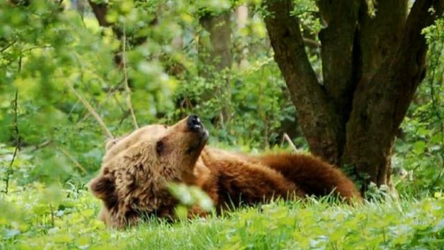 The Bear Song - ( Throat singing, Горловое Пение ) смотреть онлайн