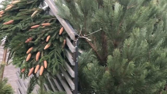 Елочные базары заработали в Орехове-Борисове Северном смотреть онлайн