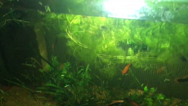 #Аквариум рыбник смотреть онлайн