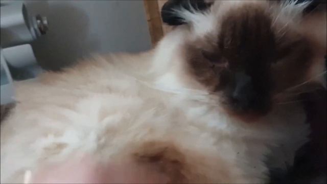 Несколько эпизодов из жизни дядюшки Олафа. смотреть онлайн