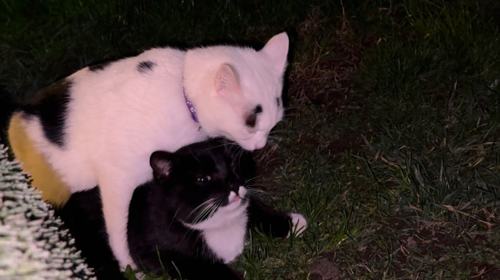 Отдыхаем в Сочи парк отеле 🌴 Играем с котами на территории. Очень красивые и забавные смотреть онлайн