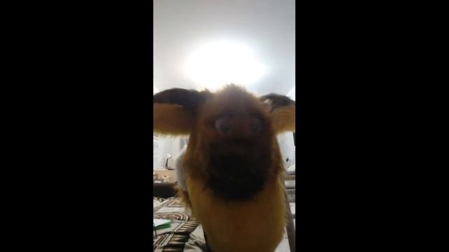 🌸Обзор на фурсьют ангельского дракона Легаши🌸 смотреть онлайн