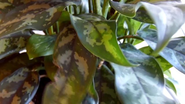 Уход за аглаонемой