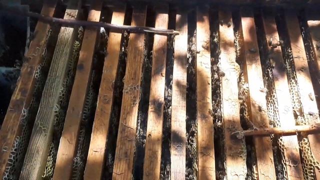 Ҳами видио махсус барои ҳамаи бародароман илтимос фикротона нависед ки зарур аст