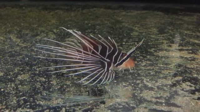 Dwarf lion fish p radiata in Bangladesh смотреть онлайн