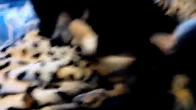 Как моя собака спит смотреть онлайн
