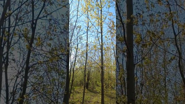 Вот оно доброе утро и песни живой природы 😊🌞 смотреть онлайн