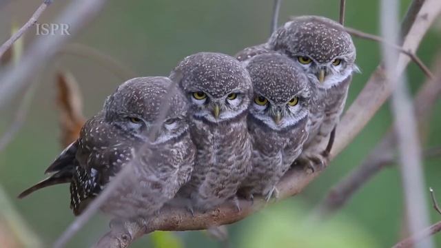 живая природа Пакистана смотреть онлайн