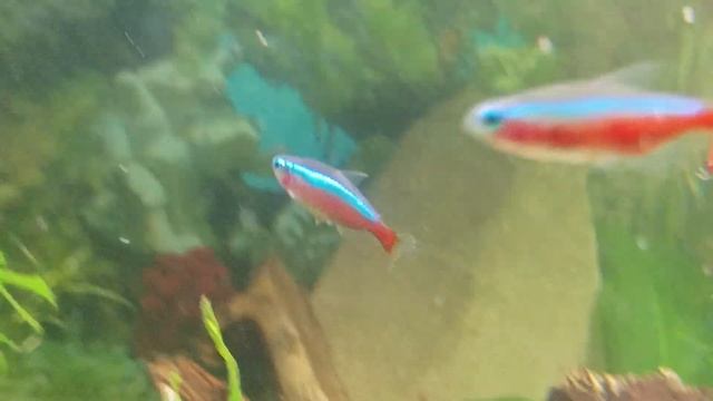 Aqua Tera pepinojoe 🦐🐬🦐🇨🇿(3) смотреть онлайн
