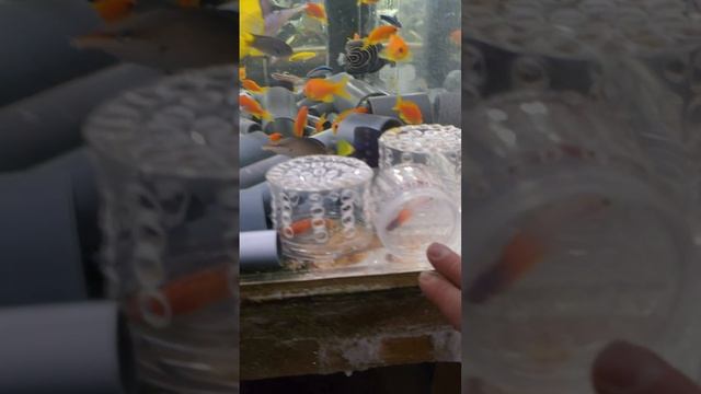 "Калипсо Аква" смотреть онлайн