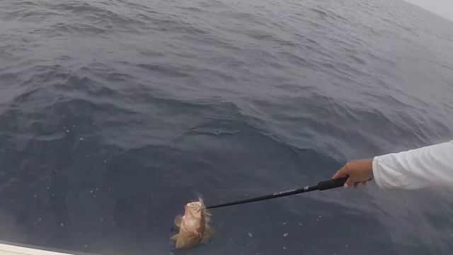 the most EPIC red GROUPER SLAM {catch/cook smoked ribs/redgrouper} смотреть онлайн