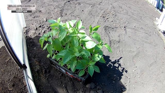 Посадка перца в парник по два в лунку смотреть онлайн