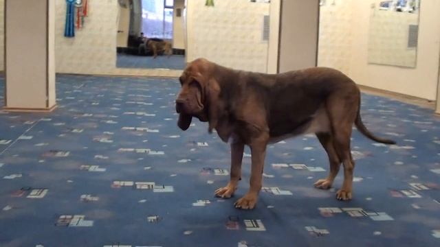 Dancing Dog Bloodhound,new element was a success,Loamy Lane's Infinity смотреть онлайн