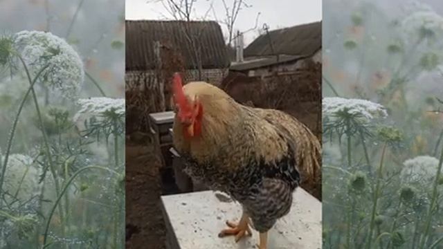 Петух Кукарекает, Rooster Sings