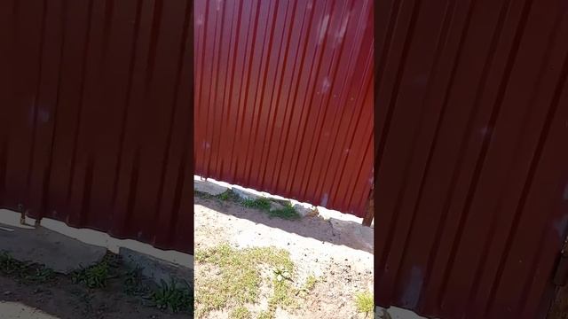 хозяин от собаки отказался. советский район Волгоград. 23 04-24. смотреть онлайн