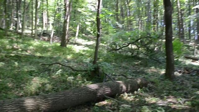 Санітарна вирубка дуба та лісовідновлення в Роздільському лісництві Стрийського лісгоспу смотреть онлайн