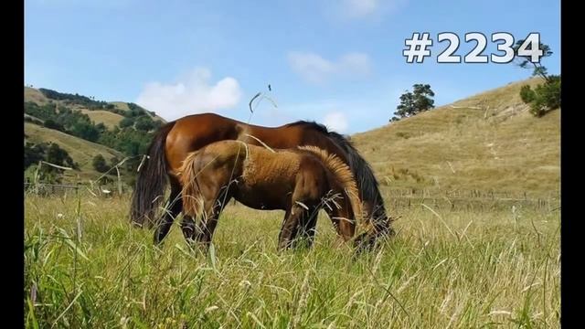#2234. Лошади (В мире животных) смотреть онлайн