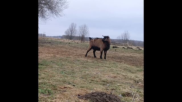 немецкие овчарки. Кайлас и его сын Захват. + боевая охранная коза, охраняет игрушки. смотреть онлайн