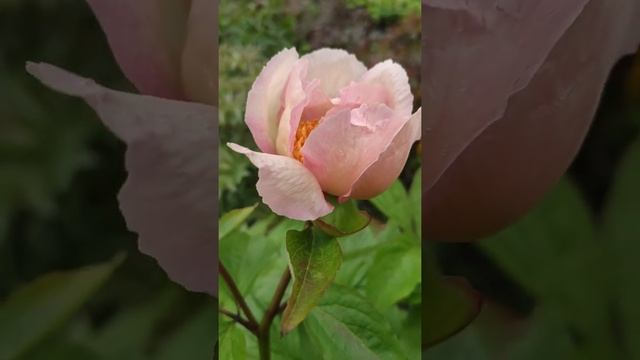 Fan Tan смотреть онлайн
