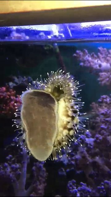 Ципрея смотреть онлайн