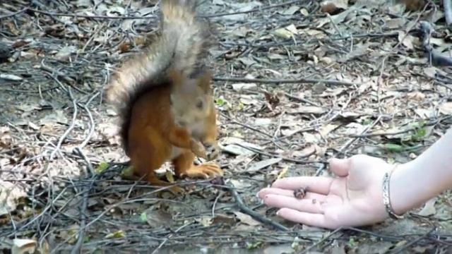 Бельчонок ест с руки сыроедные конфеты смотреть онлайн