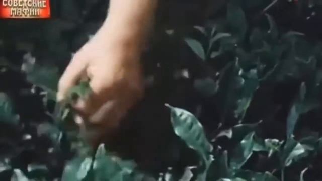 КРЕСТНЫЙ ОТЕЦ ГРУЗИНСКОЙ МАФИИ