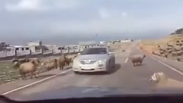 Camry Bitch high смотреть онлайн