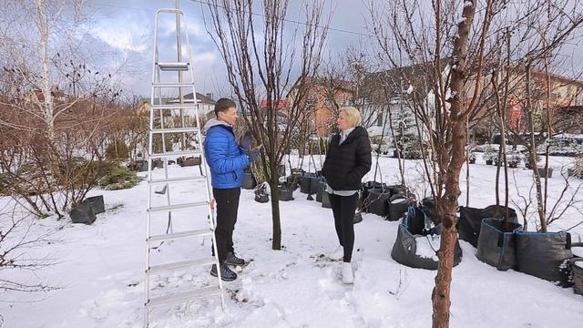 Принципи Формуючої Обрізки Колоновидної Форми. Обрізка Плодових Дерев. смотреть онлайн