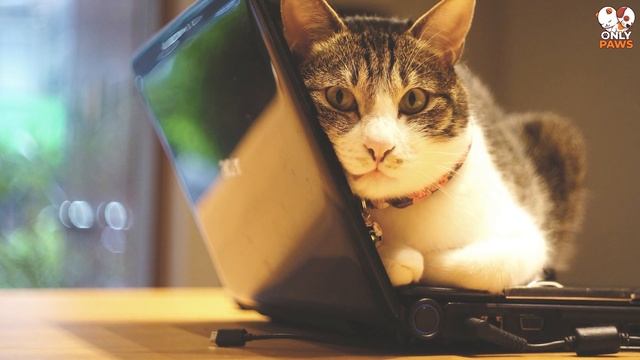 Der Kater war sein ganzes Leben lang mit dem Hund befreundet, aber eines Tages war er weg😥 смотреть онлайн