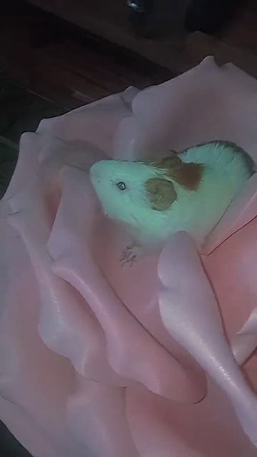 морские свинки смотреть онлайн