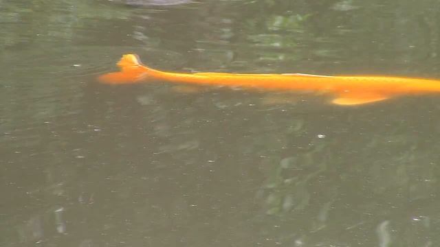 H1B. Как попасть в Америку. (Рабочая виза) смотреть онлайн