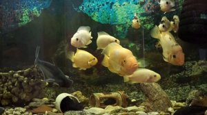 ДАВАЙ НАЙДЕМ ДРУГ ДРУГА 3 СЕРИЯ (2020) - АНОНС И СОДЕРЖАНИЕ