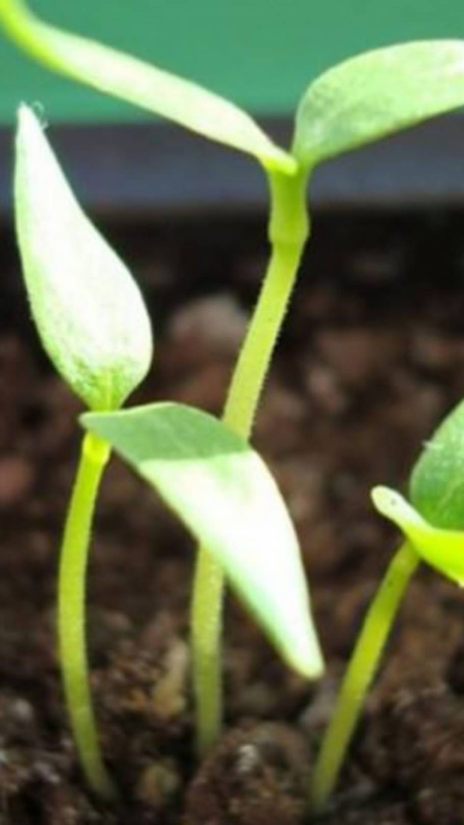 Чем подкормить рассаду перца? Первая подкормка рассады перца после появления всходов смотреть онлайн